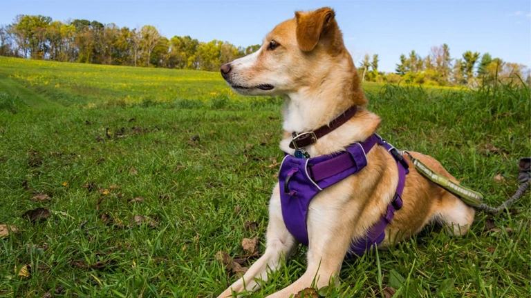 Mingjing Custom Dog Harnness Harness personnalisé pour chien Comment choisir le meilleur harnais respirant réglable pour un chiot