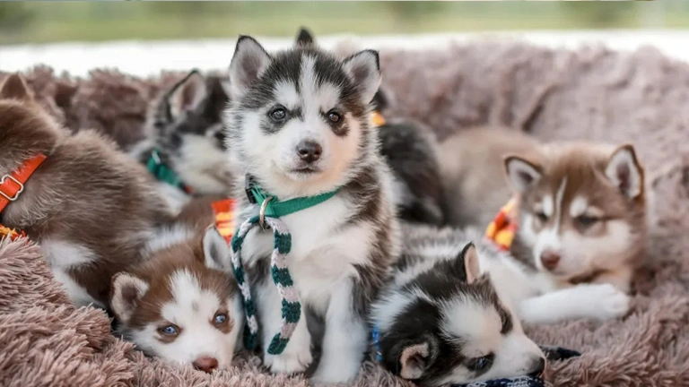 ¿Cuáles son las características de los perros siberianos?