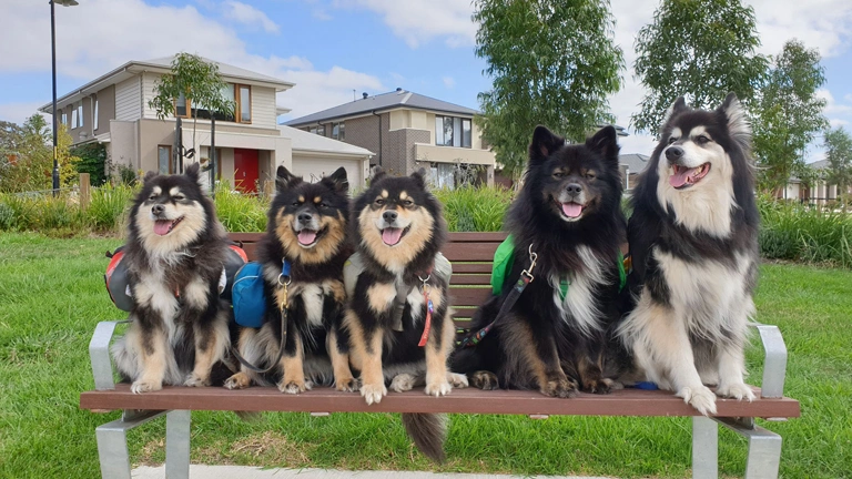 Quelle race de chien fait la Finlande pour avoir?